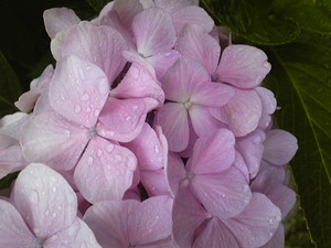 20100625182945.jpg