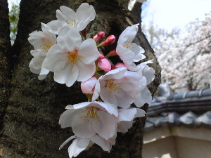 桜の写真